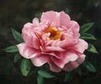 unknow artist Realistic Pink Rose Norge oil painting art